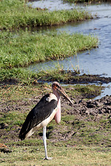 Image showing Marabou storks