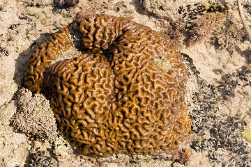 Image showing coral in low tide, indonesia