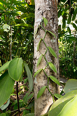 Image showing Fresh Vanilla leaves on tree