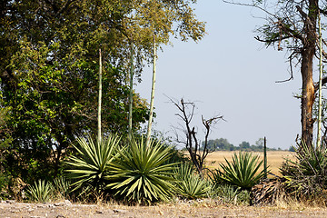 Image showing wild african landscape, Chobe national park