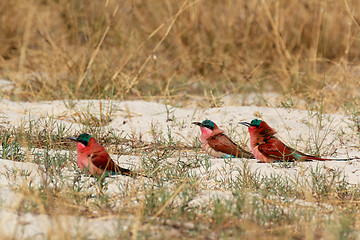 Image showing large nesting colony of Nothern Carmine Bee-eater