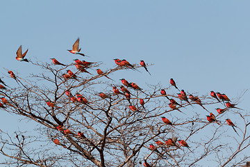 Image showing large nesting colony of Nothern Carmine Bee-eater