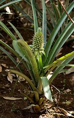 Image showing fresh pineapple in garden, Bali Indonesia