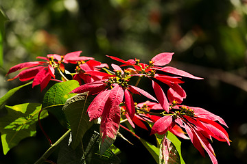 Image showing Wild winter rose with blossoms in indonesia