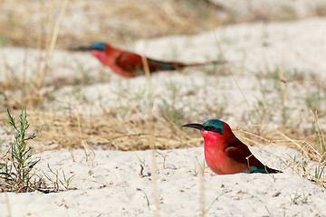 Image showing large nesting colony of Nothern Carmine Bee-eater