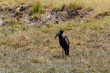 Image showing African Openbill in Chobe