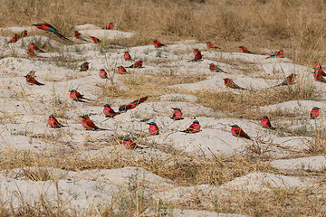 Image showing large nesting colony of Nothern Carmine Bee-eater