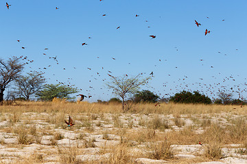 Image showing large nesting colony of Nothern Carmine Bee-eater
