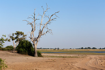 Image showing wild african landscape, Chobe national park