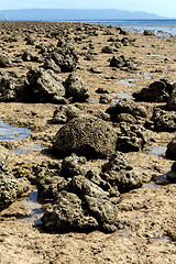 Image showing coral in low tide, indonesia