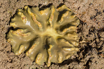 Image showing coral in low tide, indonesia