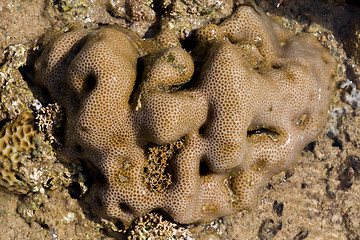 Image showing coral in low tide, indonesia