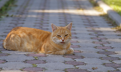 Image showing The cat