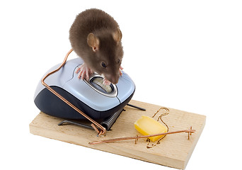 Image showing Clever Mouse