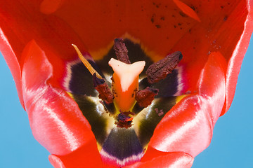 Image showing Tulip Bloom - Macro