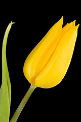 Image showing Yellow Tulip