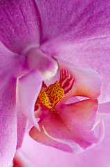 Image showing Closeup of beautiful pink orchid