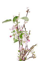 Image showing Closeup of Apple blossoms