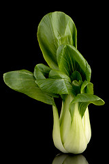 Image showing Pak choi on black 