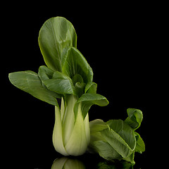 Image showing Pak choi on black 