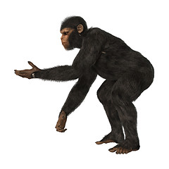 Image showing Chimpanzee Monkey on White