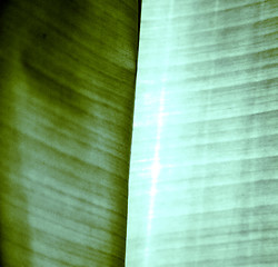 Image showing  thailand  light  abstract leaf and  green  black   kho samui b 