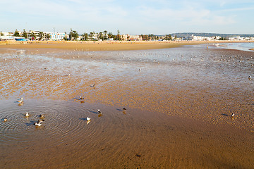 Image showing   in morocco  sea africa ocean wave   bird