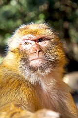 Image showing old monkey in  and natural background fauna close up