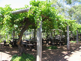 Image showing growing grapes