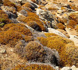 Image showing bush   in delos greece the historycal acropolis and old ruin sit