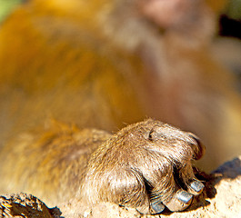 Image showing bush monkey in africa morocco and natural background fauna hand 