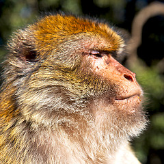 Image showing old monkey in africa morocco and natural background fauna close 