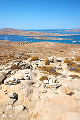 Image showing bush   in delos greece the   acropolis  site