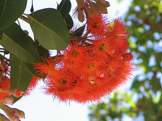 Image showing flower gum tree