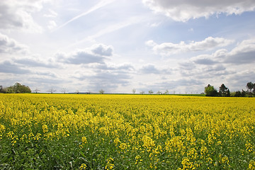 Image showing Canola Field