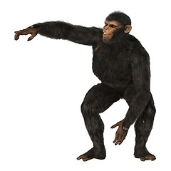 Image showing Chimpanzee Monkey on White