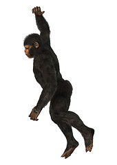 Image showing Chimpanzee Monkey on White