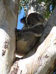 Image showing koala