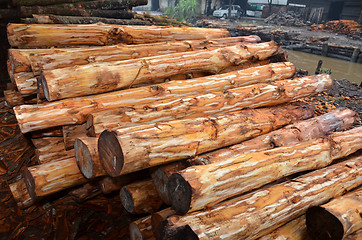 Image showing Mangrove tree at charcoal factory 