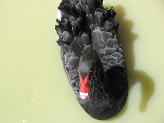 Image showing black swan