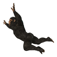 Image showing Chimpanzee Monkey on White