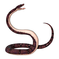 Image showing Anaconda Snake on White