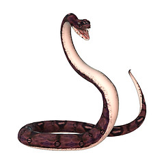 Image showing Anaconda Snake on White