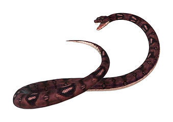 Image showing Anaconda Snake on White