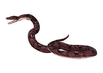 Image showing Anaconda Snake on White