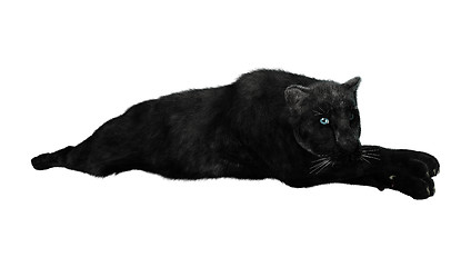 Image showing Big Cat Black Panther