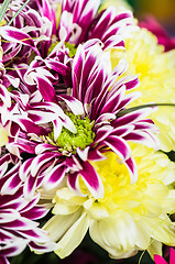 Image showing Bouquet of beautiful colorful chrysanthemums