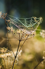 Image showing Drops of dew on a web shined by morning light