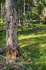 Image showing Damaged wood pest tree in the forest