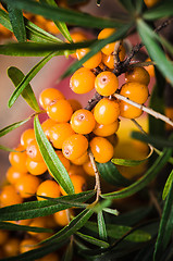 Image showing Buckthorn branch with berries